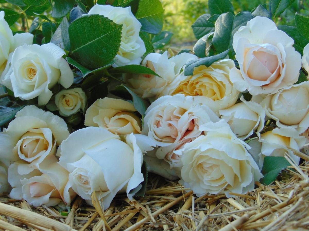 Fleurs De Brenne Gite Neuille-le-Lierre Ngoại thất bức ảnh